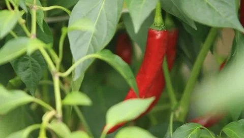 Red hot pepper at a vegetable garden Stock Footage 8639975
