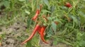 Red Hot Pepper, Vegetables BIO Farm, Ecological Farmer, Organic, ECO HD Footage