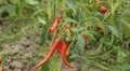 Red Hot Pepper, Vegetables BIO Farm, Ecological Farmer, Organic, ECO HD Footage