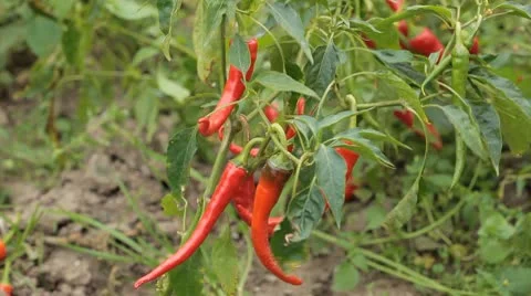 Red Hot Pepper, Vegetables BIO Farm, Ecological Farmer, Organic, ECO Stock Footage 8848165