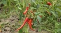 Red Hot Pepper, Vegetables BIO Farm, Ecological Farmer, Organic, ECO HD Footage