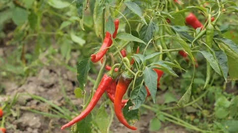 Red Hot Pepper, Vegetables BIO Farm, Ecological Farmer, Organic, ECO Stock Footage 8848265