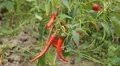 Red Hot Pepper, Vegetables BIO Farm, Ecological Farmer, Organic, ECO HD Footage