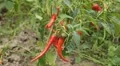 Red Hot Pepper, Vegetables BIO Farm, Ecological Farmer, Organic, ECO HD Footage