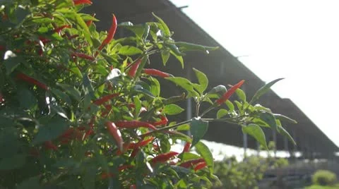 Red hot peppers 스톡 동영상 10723140