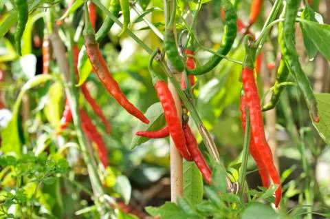 Red hot peppers Stock-Fotos