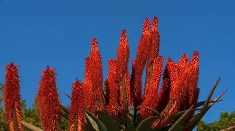 Red hot poker Vidéo 21225587