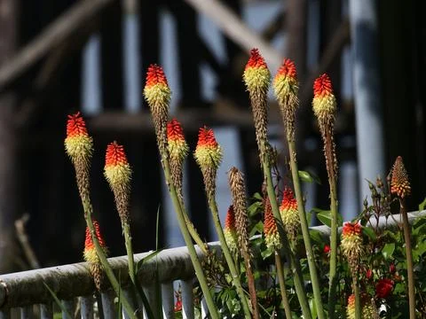 Red Hot Poker Stock Photos