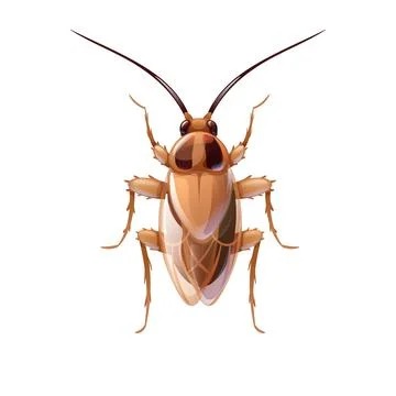 Red house cockroach, macro of an insect. Pest Stock Illustration