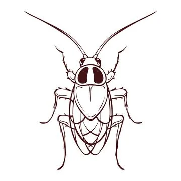 Red house cockroach, macro of an insect. Pest Stock Illustration