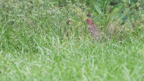 Red house finch bird eats grass seeds at Mead Gardens park in Orlando Florida Stock Footage 129034835