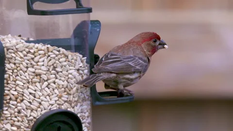 Red House Finch Eats from Feeder in Slow Motion Stock Footage 147224241