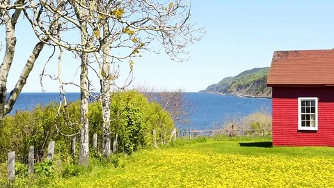 Red house loop with yellow dandelion flowers in La Martre, Quebec, Canada Stock Footage 119028997