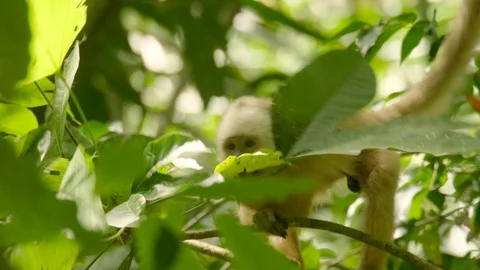 Red Howler Monkey - Alouatta seniculus Stock Footage 92570991