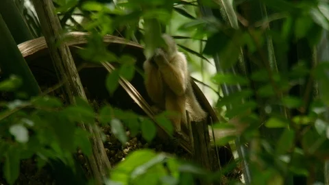 Red Howler Monkey - Alouatta seniculus (116) Stock Footage 93442422