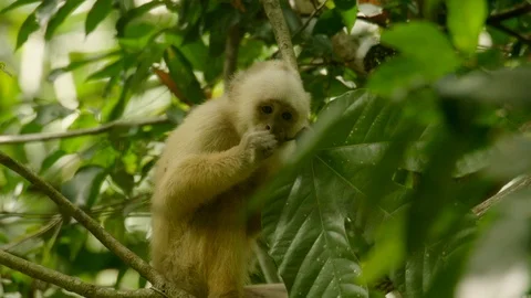 Red Howler Monkey - Alouatta seniculus (193) Vídeos de archivo 93685668