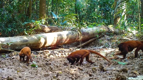 Red howler monkey. amazon animal. rainforest monkeys in  a claylick. Stock Footage 130131276