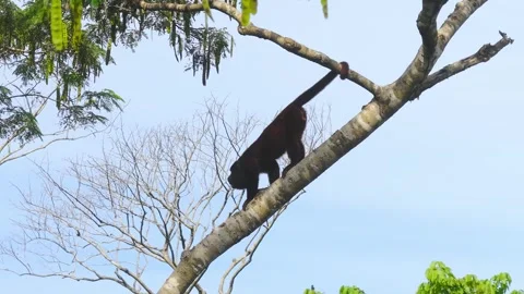 Red Howler Monkey Hanging by Tail on Tree Canopy in Tambopata, Peru, Aerial View Stock Footage 314318588