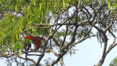 Red Howler Monkey Moving through Rainforest Canopy, Aerial Shot, Tambopata, Peru Stock Footage 314318601