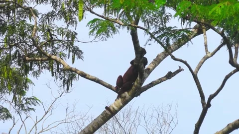 Red Howler Monkey Resting on Tree Canopy in Tambopata, Peru, Aerial Shot Stock Footage 314318602