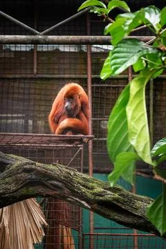 Red howler monkey sad faced inside enclosure looking distance Stock Photos