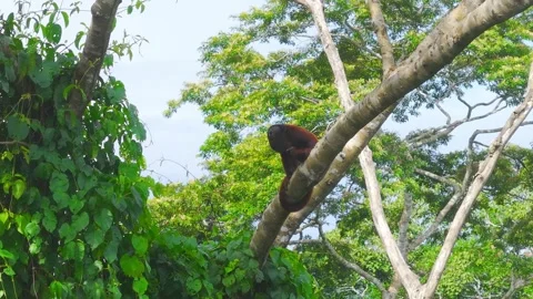 Red Howler Monkey Scratching and Yawning on Tree Canopy in Tambopata, Peru Stock Footage 314318666