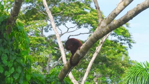 Red Howler Monkey Scratching Head and Climbing Down Tree in Tambopata, Peru Stock Footage 314318705