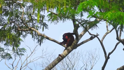 Red Howler Monkey Scratching Head on Tree Canopy in Tambopata, Peru, Aerial View Stock Footage 314318842