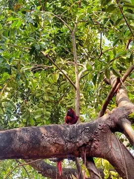 Red Howler Monkey Sitting on Large Tree Branch in Lush Tropical Forest Canopy Stock Photos