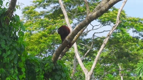 Red Howler Monkey Sitting on Tree Branch with Tail Wrapped in Tambopata, Peru 스톡 동영상 314318644