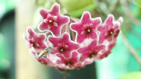 Red hoya flower and bee. Stock Footage 25356653