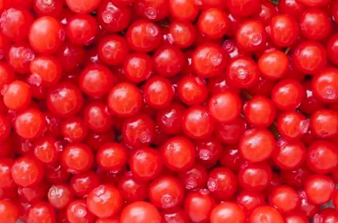 Red huckleberries Fotos Stock