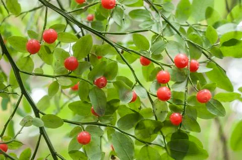 Red huckleberries Stock Photos