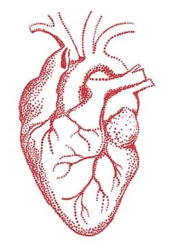Red human heart, vector drawing Stock Illustration