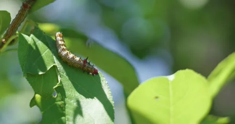 A red humped caterpillar eats a green leaf Vidéo 339715677