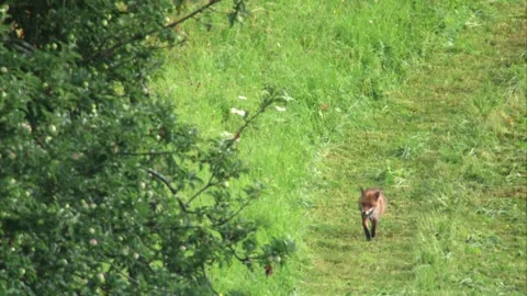 Red Hunter on the Move – Fox Leaves the Tall Grass Stock Footage 313601911