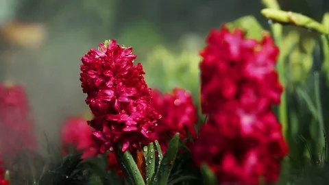 Red Hyacinth. Stockbeeldmateriaal 100976456