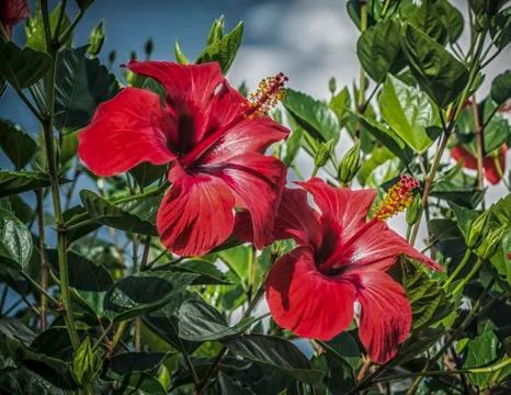 Red Hybiscus Stock Photos