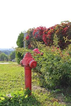 Red hydrant Stock Photos