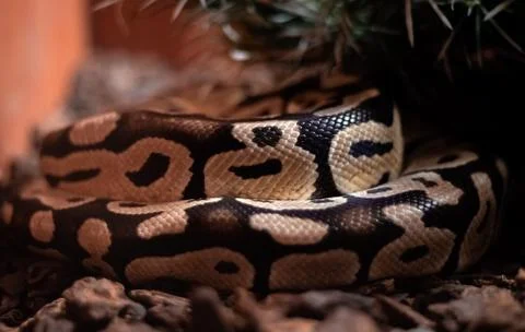 Red hypomelanistic Jaguar Carpet Python (Morelia spilota cheynei) in the dark Stock Photos