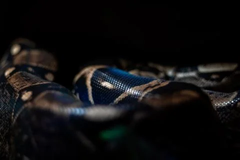 Red hypomelanistic Jaguar Carpet Python (Morelia spilota cheynei) in the dark Stock Photos