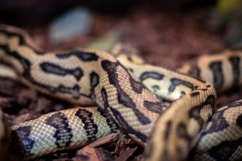 Red hypomelanistic Jaguar Carpet Python (Morelia spilota cheynei) in the dark 스톡 사진
