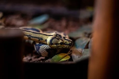 Red hypomelanistic Jaguar Carpet Python (Morelia spilota cheynei) in the dark Stock Photos