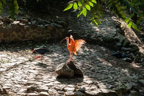Red ibis basks in the sun Stock Photos
