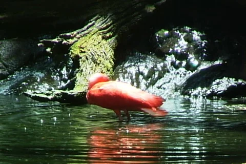 Red Ibis Bathes Stock-Footage 819792
