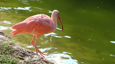 Red ibis Video stock 33518660