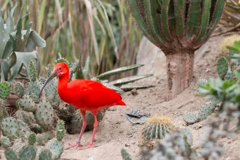 Red ibis Stock Photos