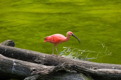 Red ibis Stock Photos