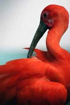 Red Ibis Stock Photos