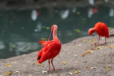 Red ibis scratching Fotos de archivo